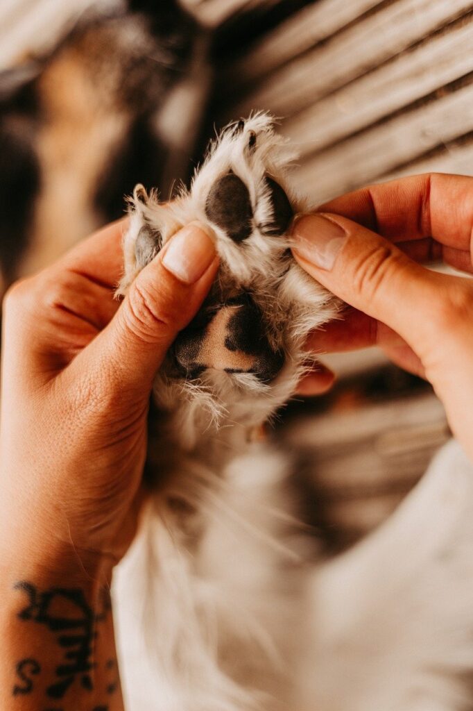 dog, nature, paw, canine, animal, pet