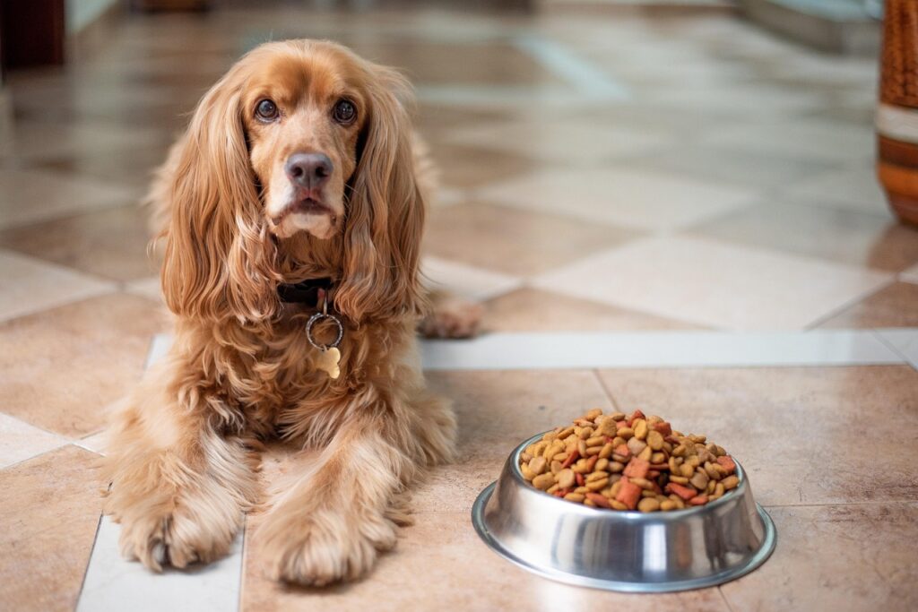 english cocker spaniel, dog, puppy, dog food, nature, pedigree, bowl, pet, pup, young dog, animal, domestic dog, purebred, furry, canine, mammal, friend, cute, adorable, floor, portrait, dog food, dog food, dog food, dog food, dog food