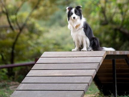 Border collie sitting on ramp amidst lush greenery outdoors.