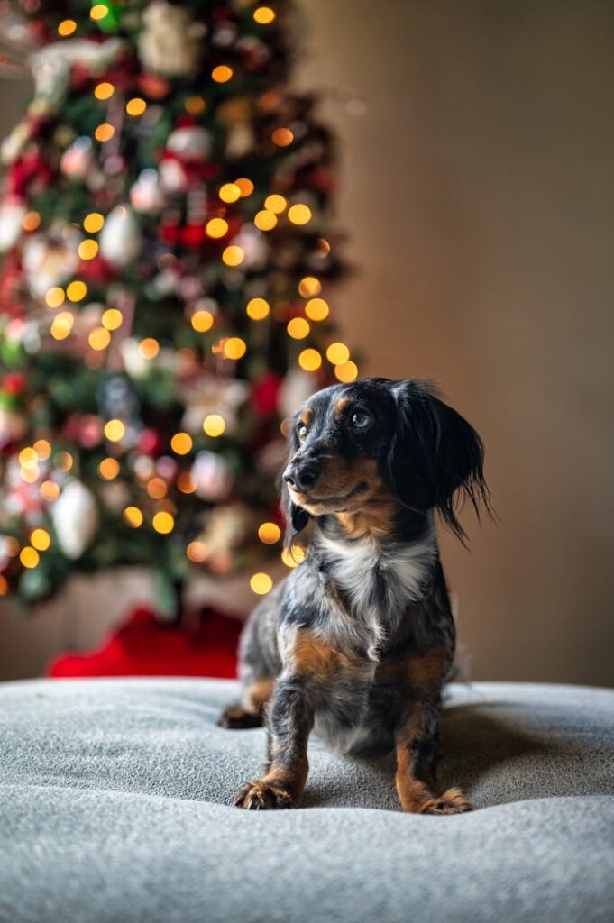 Adorable dachshund sitting indoors by a blurred Christmas tree, creating a festive atmosphere.