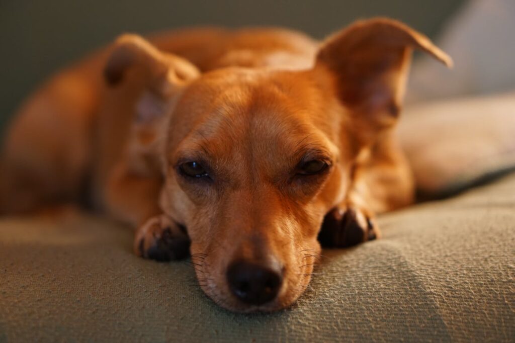 Adorable dachshund puppy resting peacefully indoors on a cozy sofa.