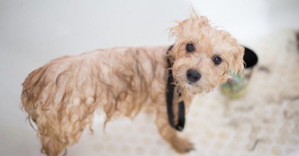 Cute wet puppy in bathtub looking up during bath time. Perfect pet grooming scene.