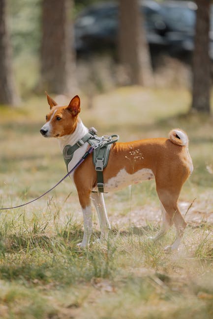Alert Basenji dog standing on a leash in a sunlit field, harnessed and attentive.