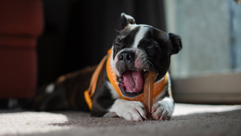 A Boston Terrier puppy enjoying a chew toy indoors, capturing a playful moment.
