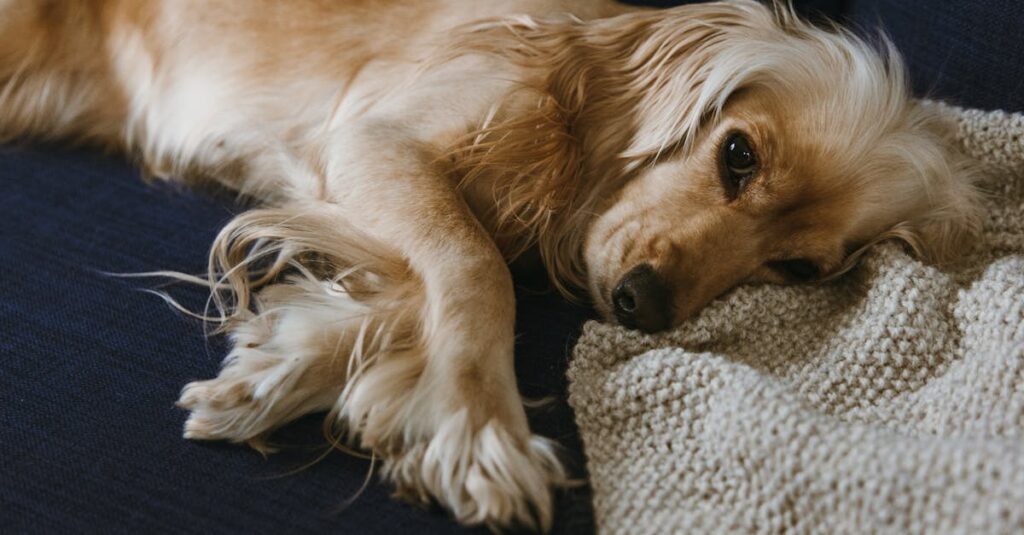 A cute DACHSHUND lounging comfortably on a navy blue couch with a soft knitted blanket.