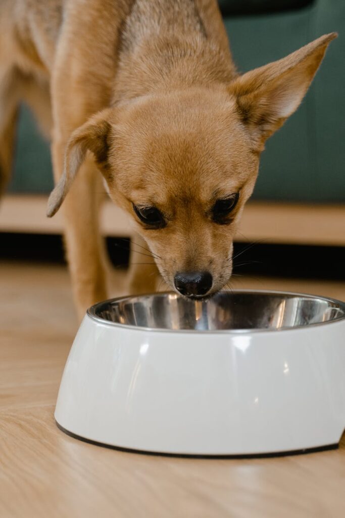 A curious chihuahua dog eating from a shiny bowl indoors, captured in a warm light setting.